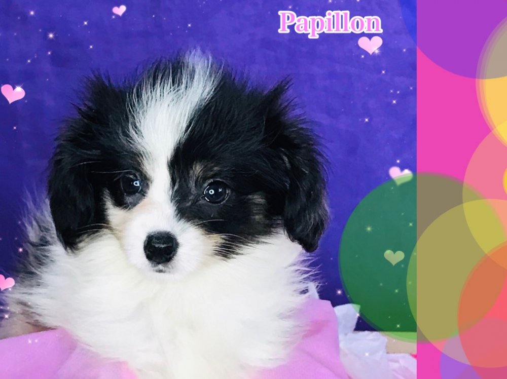 パピヨン子犬